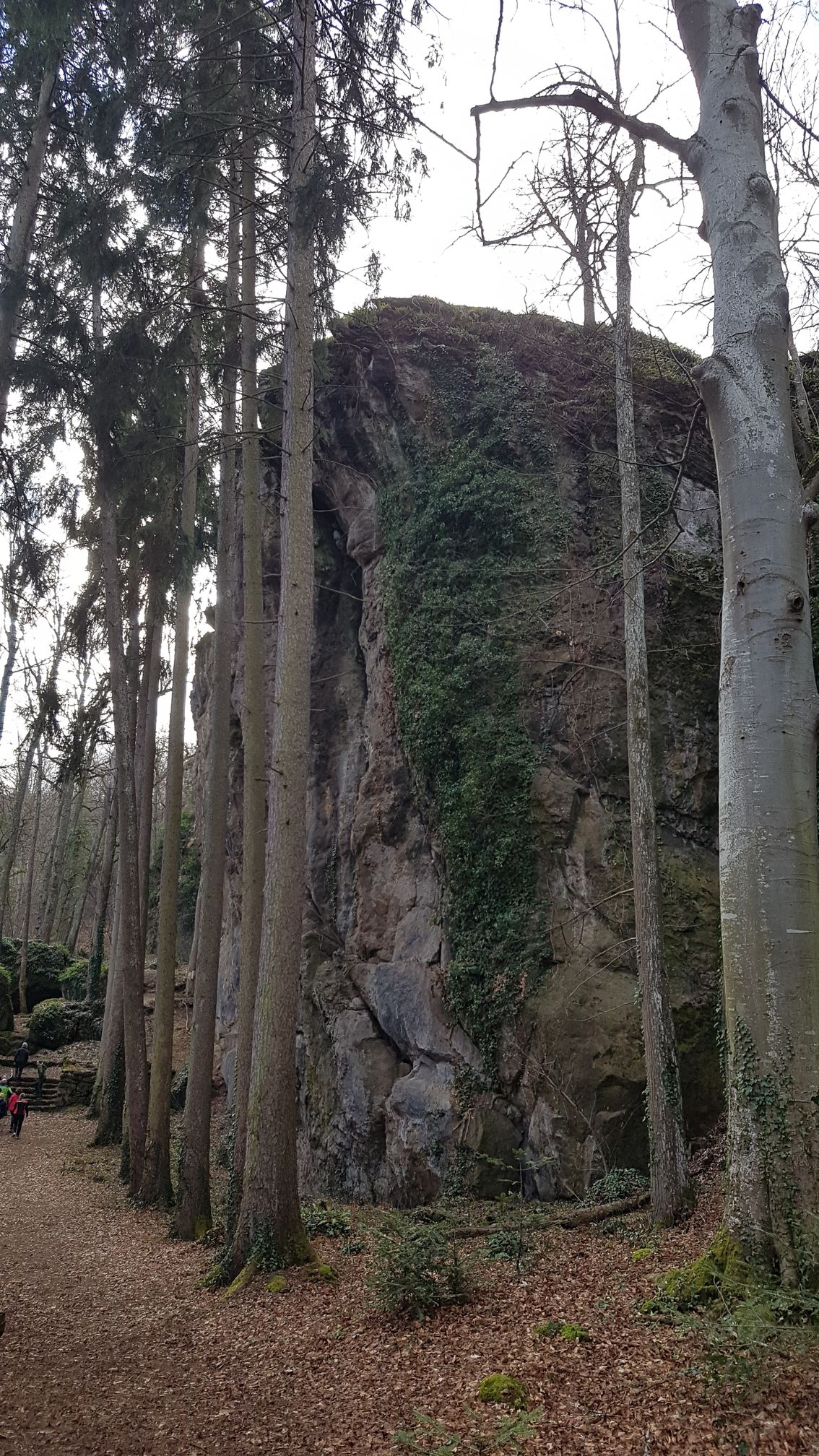 photo du bois des seigneurs