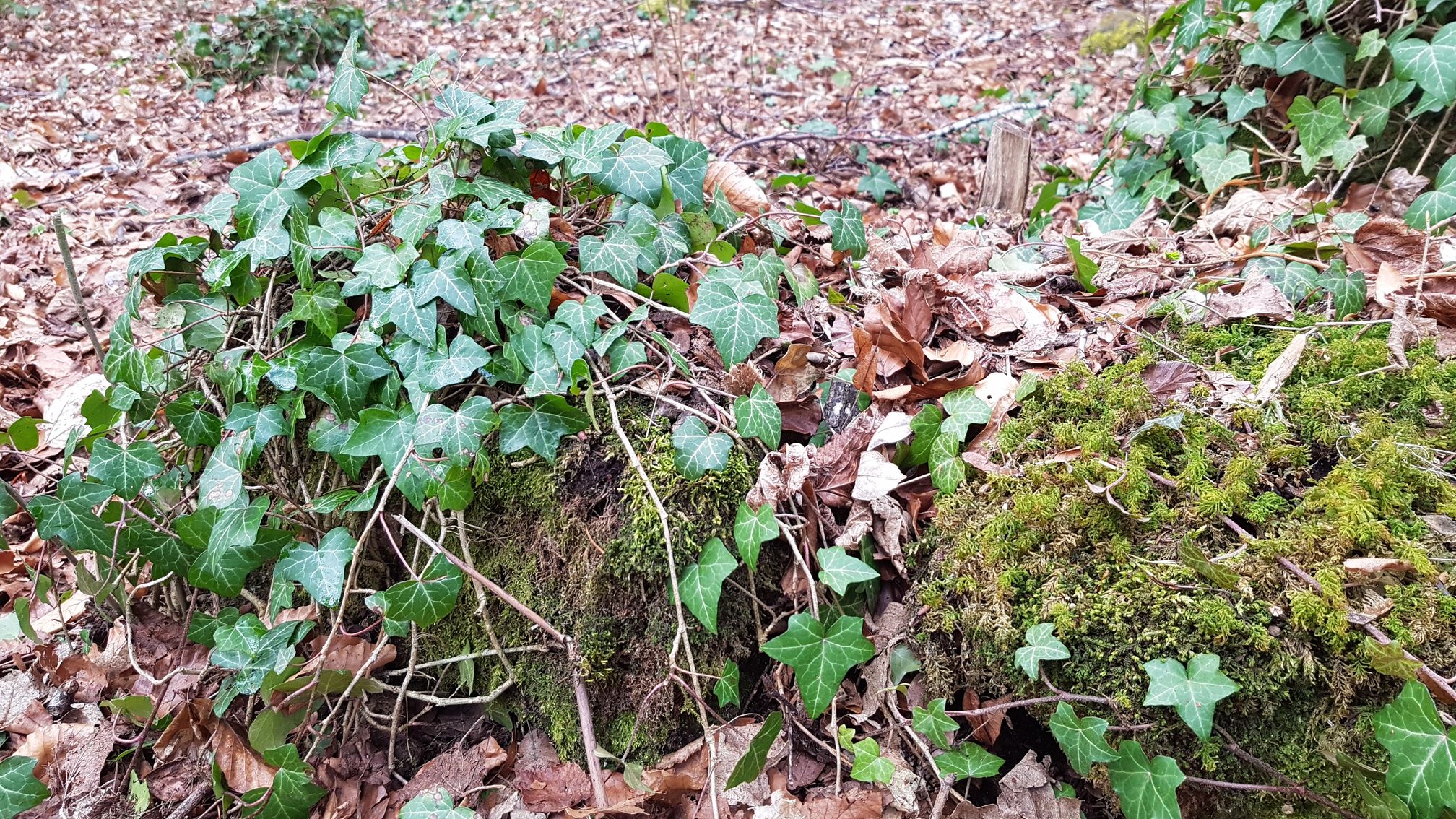 photo du bois des seigneurs