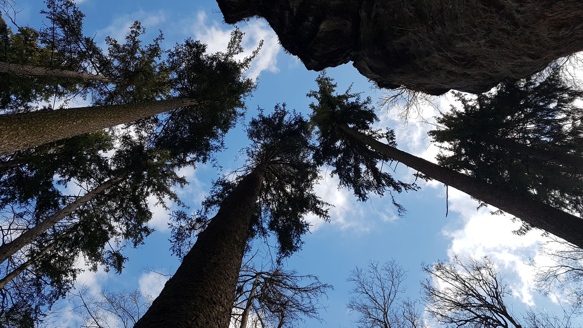 photo du bois des seigneurs