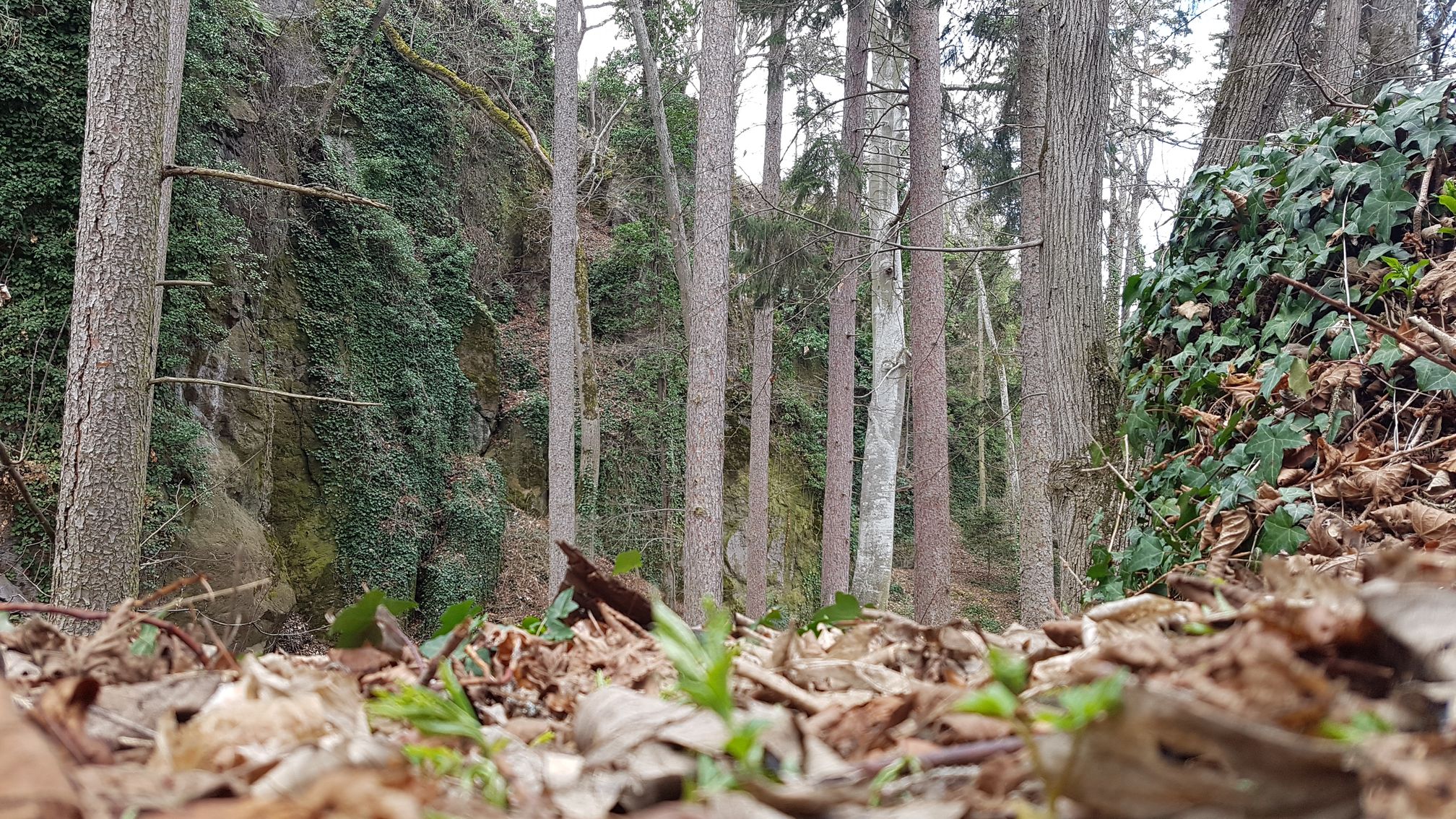 photo du bois des seigneurs