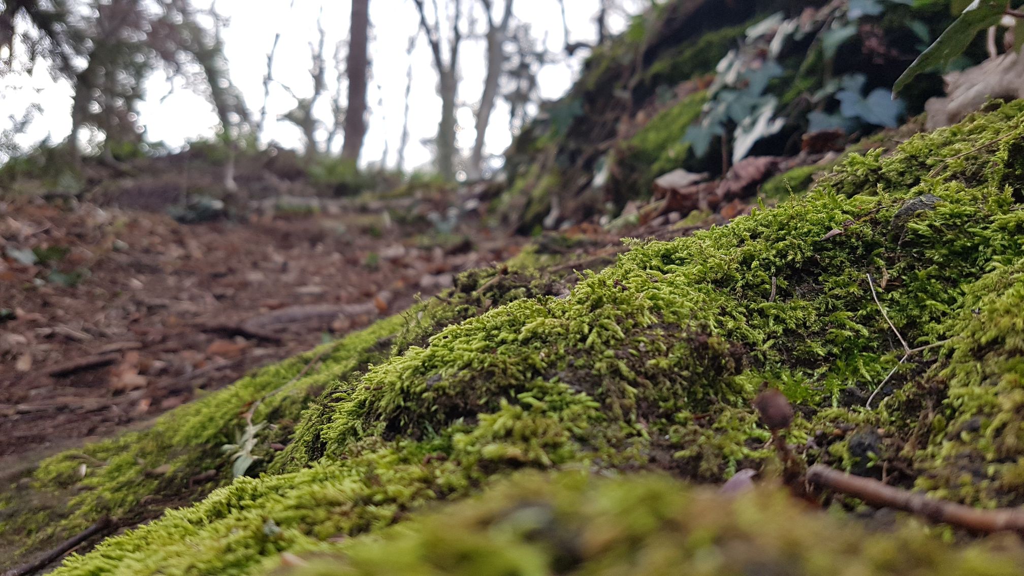 photo du bois des seigneurs