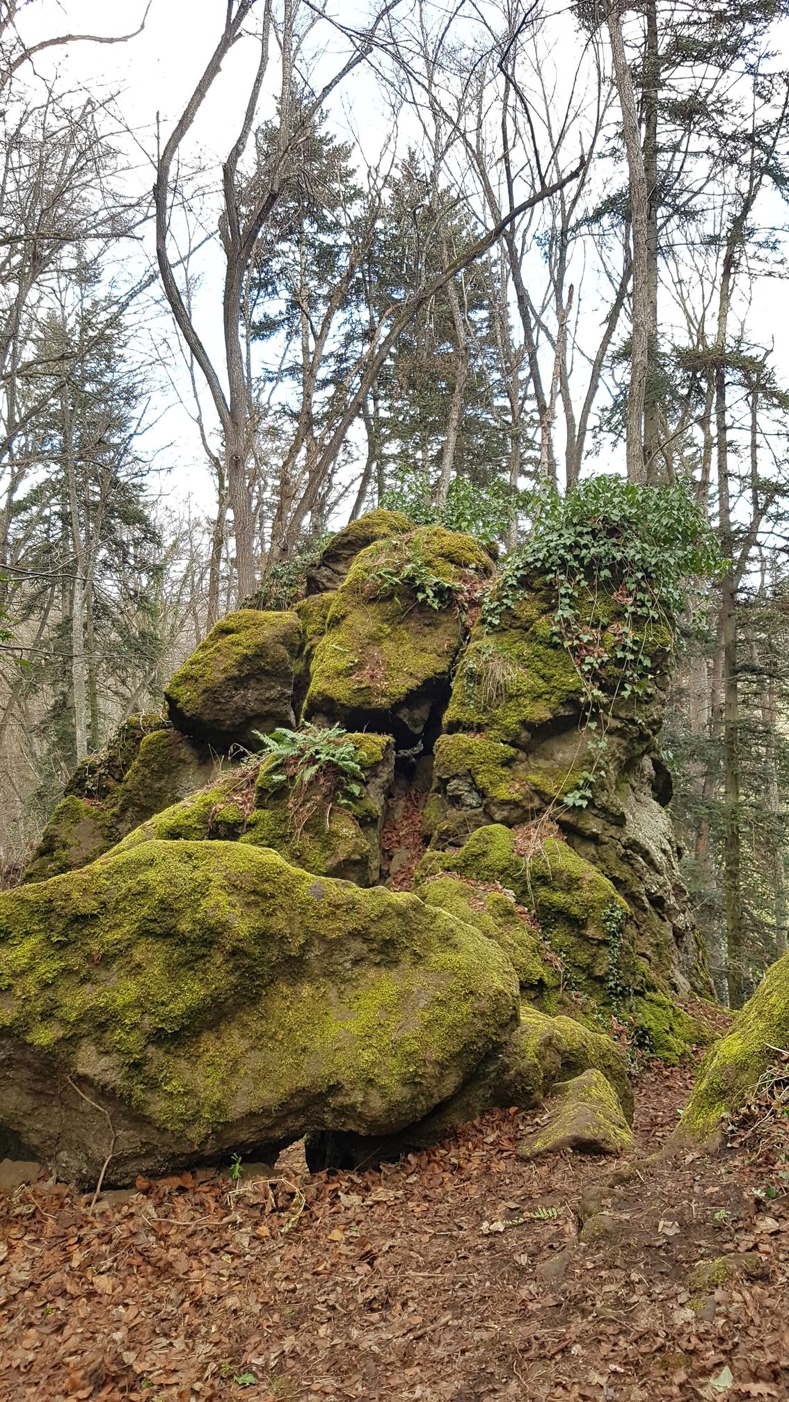 photo du bois des seigneurs