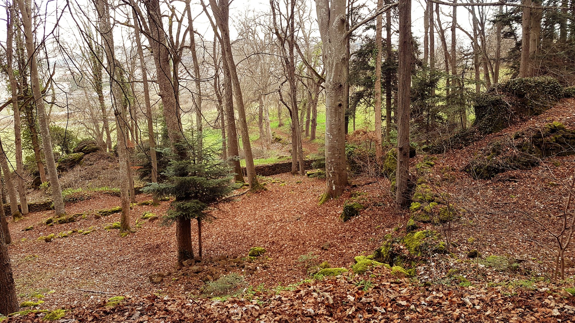 photo du bois des seigneurs