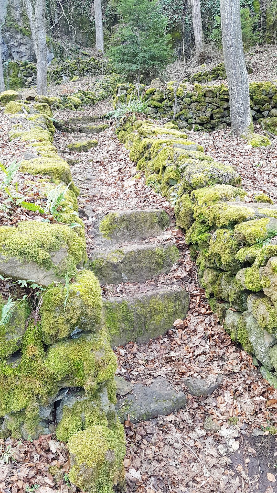photo du bois des seigneurs